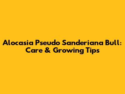 Alocasia Pseudo Sanderiana Bull: Care & Growing Tips