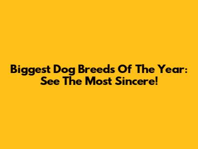 Biggest Dog Breeds Of The Year: See The Most Sincere!