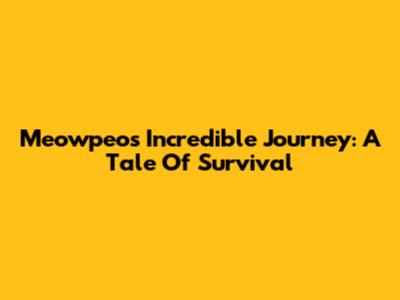 Meowpeo's Incredible Journey: A Tale Of Survival