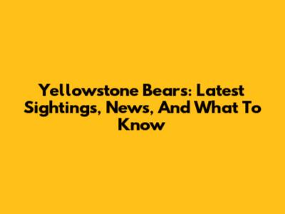 Yellowstone Bears: Latest Sightings, News, And What To Know